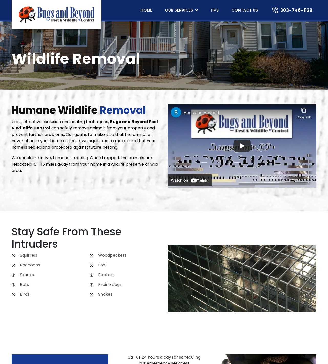 Thornton Wildlife Control